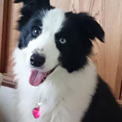 犬